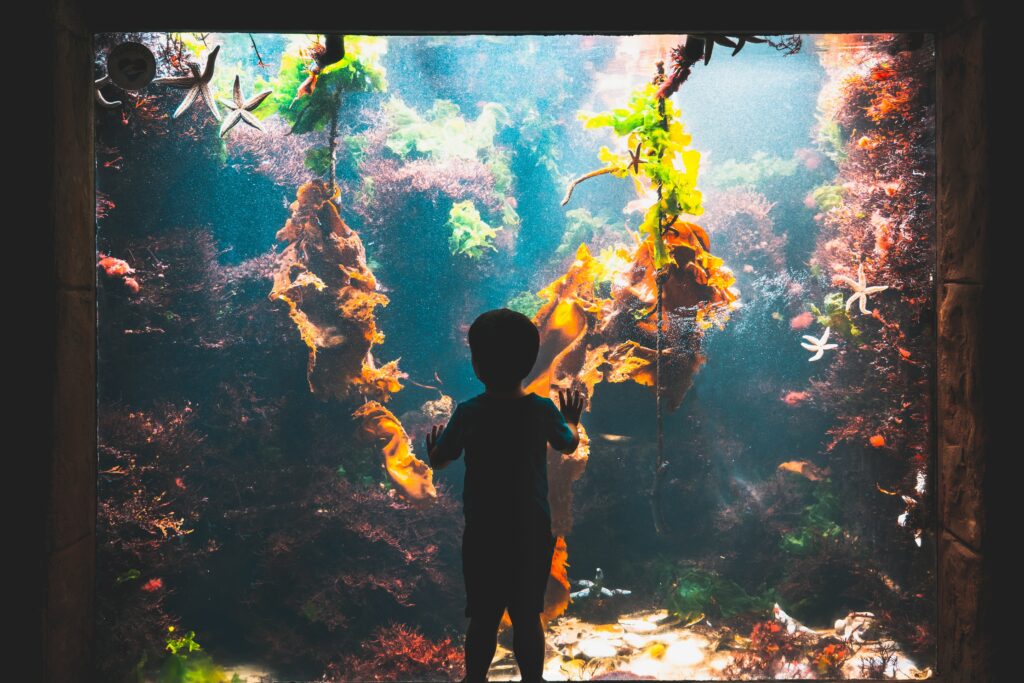 a boy in an aquarium seeing the fish tank of tropical fishes