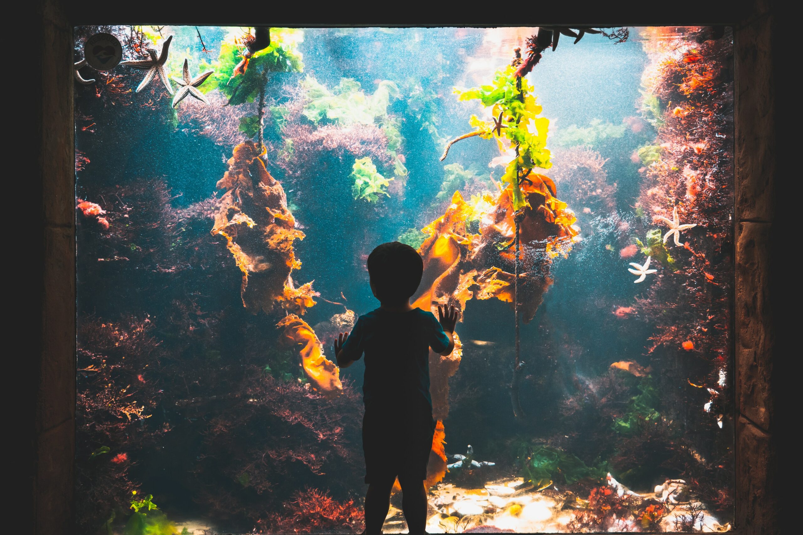 a boy in an aquarium seeing the fish tank of tropical fishes