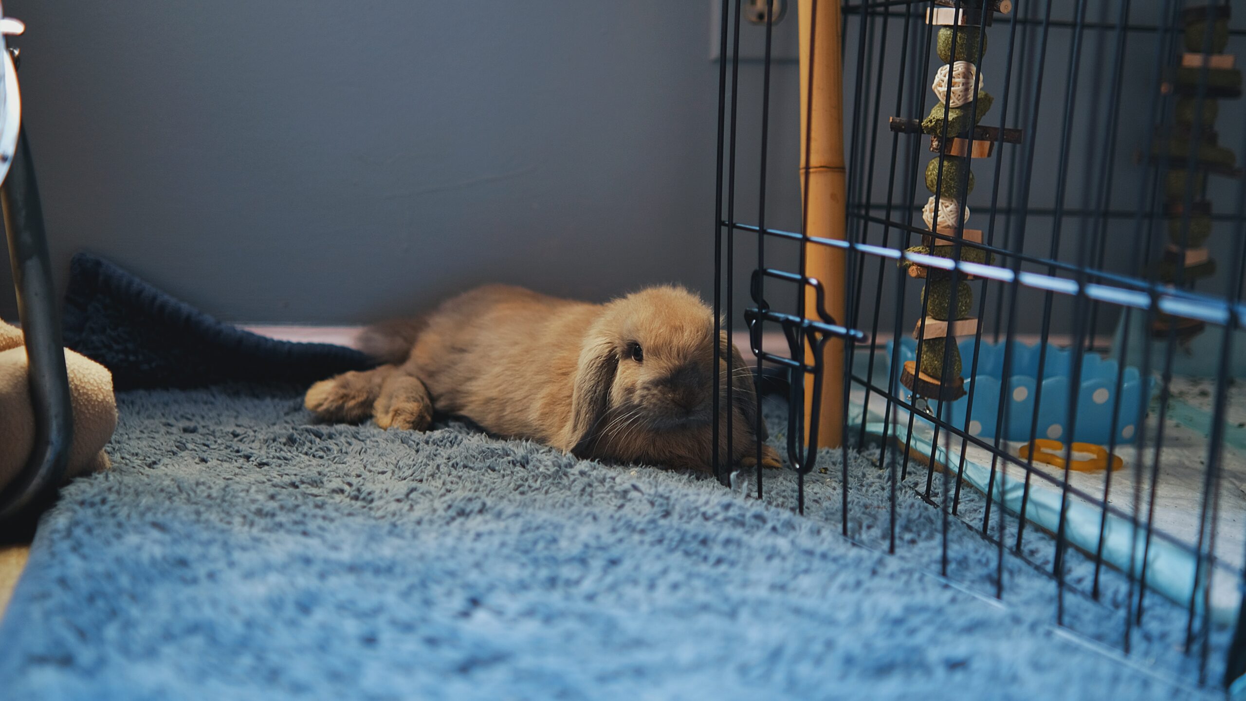 indoor rabbit cage