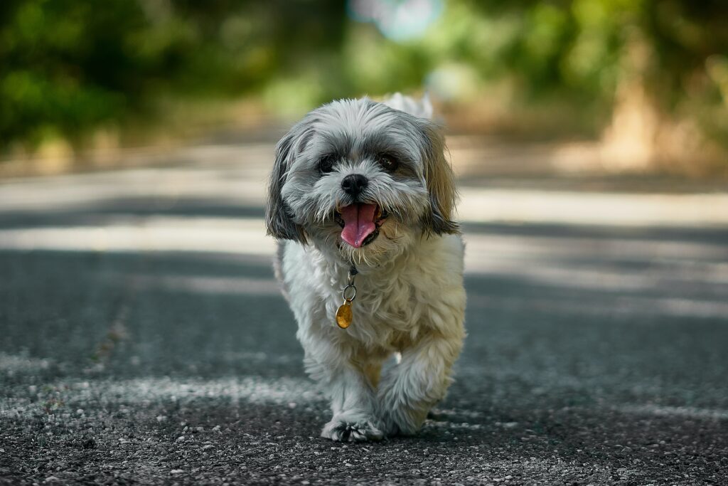 A Shih Tzu walking in the street happy to have a leisure walk.