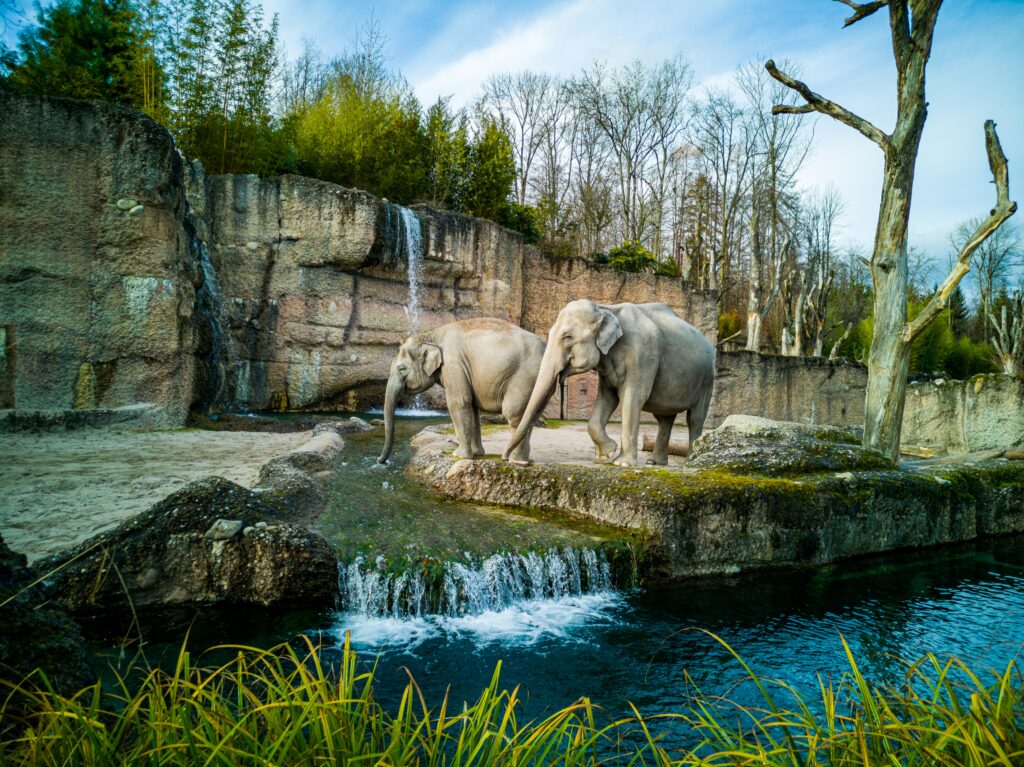 Elephants in Miami zoo as part of their conservation plan.