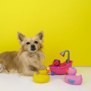 pet
