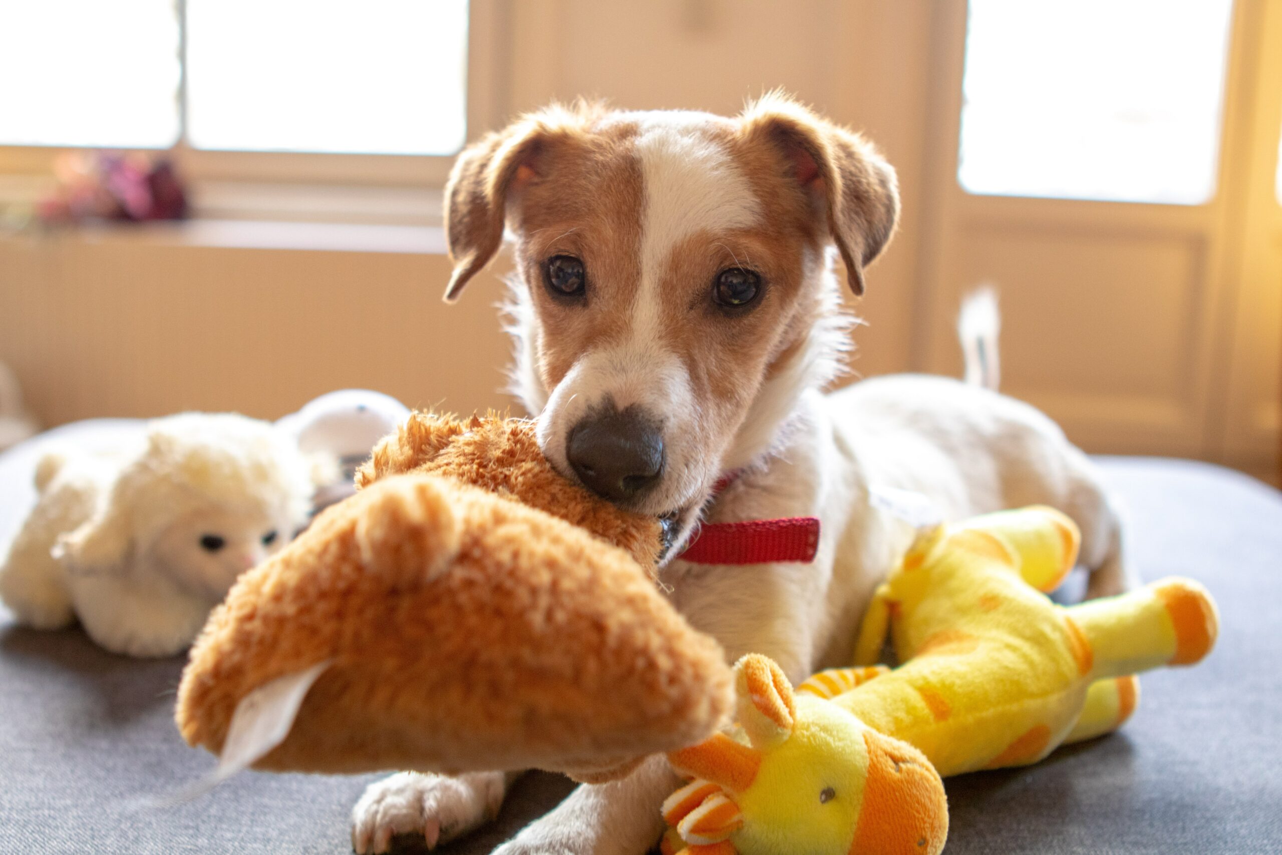 pet