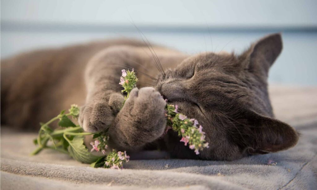 What Is Catnip and Why Do Cats Love It? The Wellix