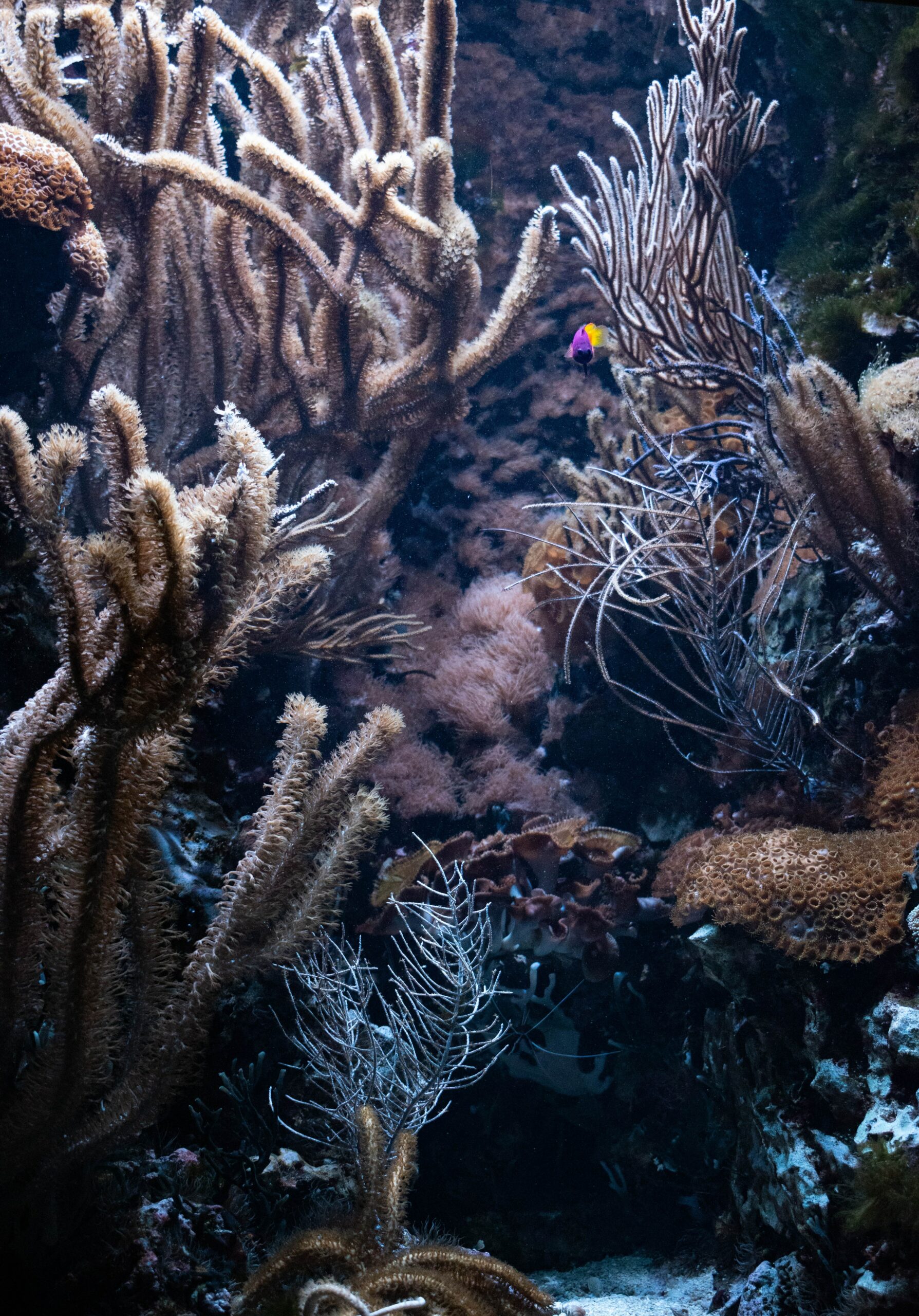 Deep Inside the World of Boston Aquarium A Sea of Wonders The Wellix