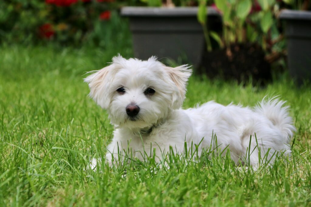 Maltese Dog Pros and Cons of this Adorable Breed The Wellix