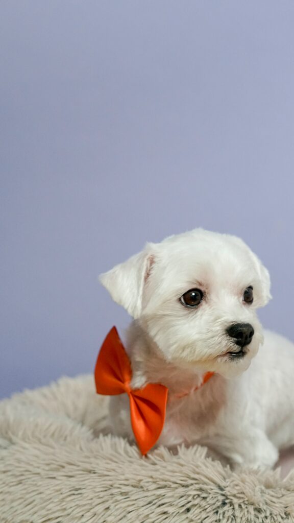 A beautiful small white Maltese groomed and with a orange tie bow.