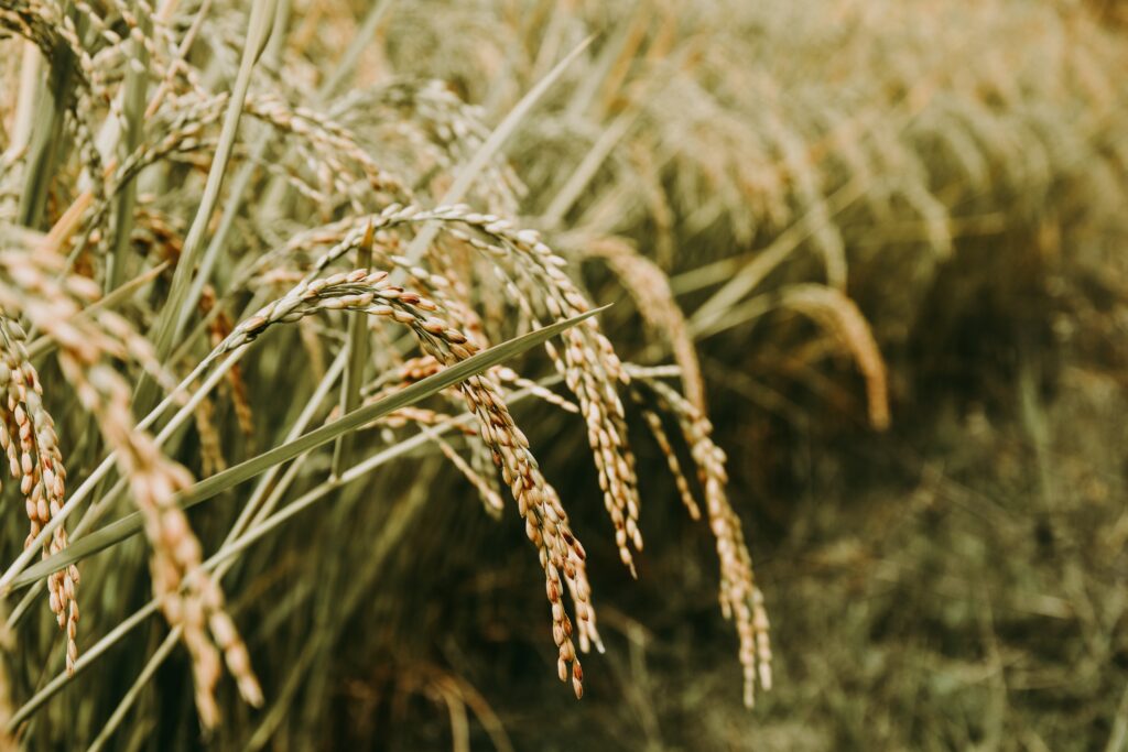 a full grain plant of rice in the nature