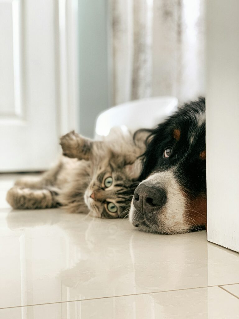a dog and a cat getting along thanks to a good introduce of a new pet in a home