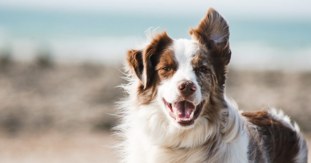 Happy golden retriever dog with owner pet care
