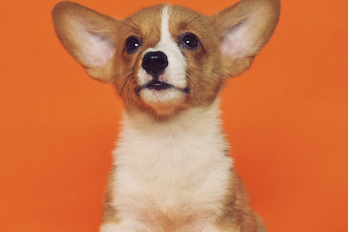 Puppy training obedience sit command