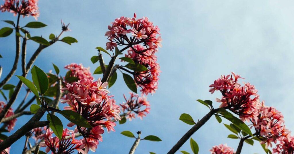 Air fryer dinner with crispy chicken and vegetables on a modern kitchen counter