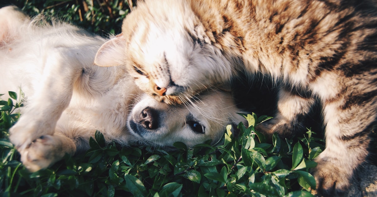 Dog and cat together representing pet mental health and emotional wellness