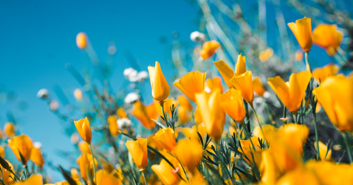 California wildflower superbloom in spring with vibrant colors across desert landscape